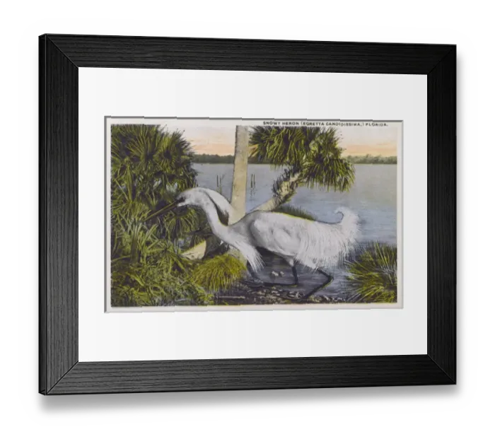 Framed Print : Snowy Egret (Egretta thula), Florida, USA Framed Print : Snowy Egret (Egretta thula), Florida, USA