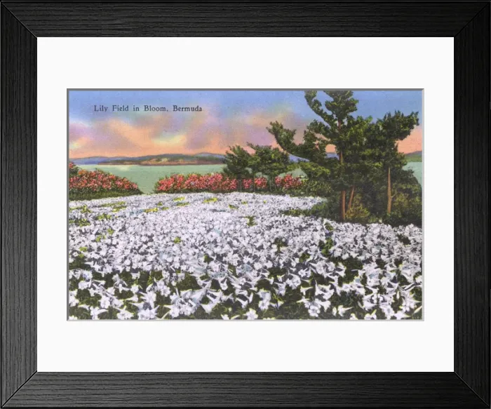 Framed Print : Lily Field in Bloom, Bermuda Framed Print : Lily Field in Bloom, Bermuda