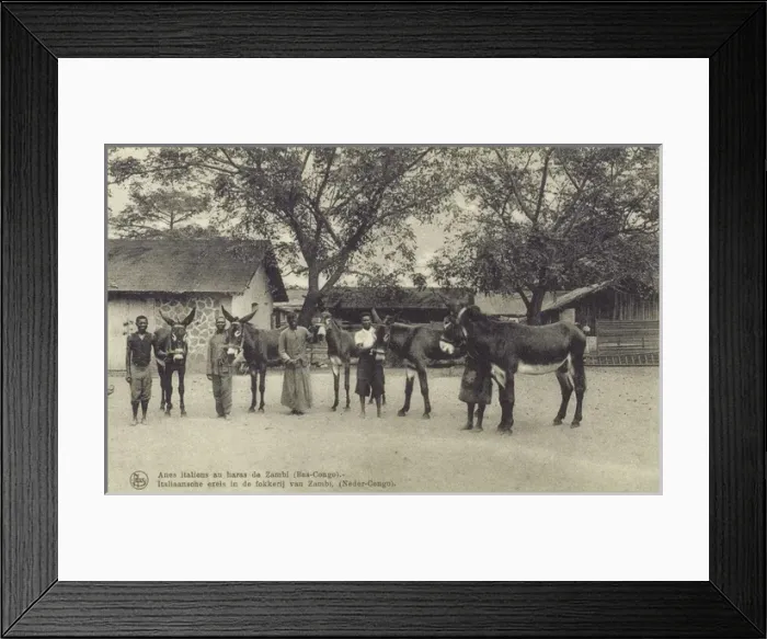 Framed Print : Italian stud donkeys at Zambi, The Congo Framed Print : Italian stud donkeys at Zambi, The Congo