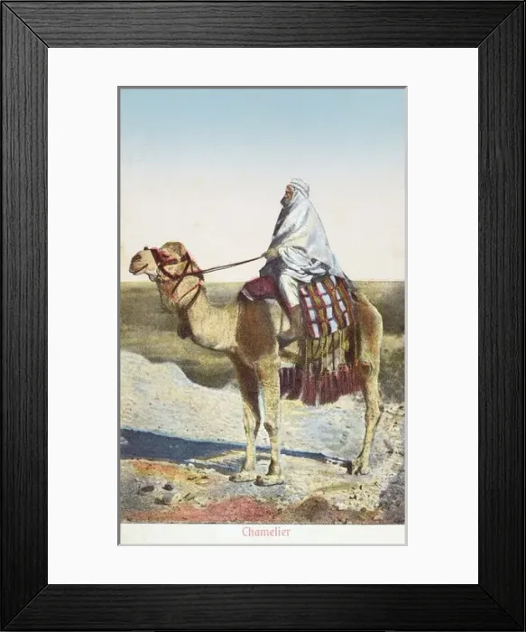Framed Print : Camel Driver Framed Print : Camel Driver