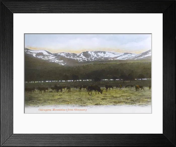 Framed Print : View of Cairngorm Mountains from Glenmore, Scotland Framed Print : View of Cairngorm Mountains from Glenmore, Scotland