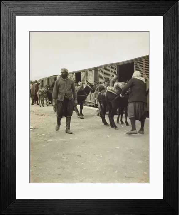 Framed Print : Mules loaded onto a train - Selcuk, Turkey Framed Print : Mules loaded onto a train - Selcuk, Turkey