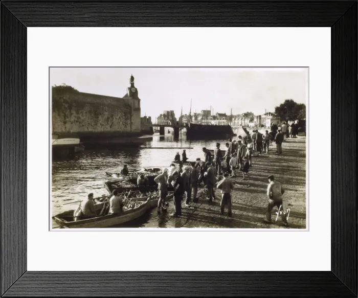 Framed Print : Concarneau Harbour, France - unloading tuna Framed Print : Concarneau Harbour, France - unloading tuna