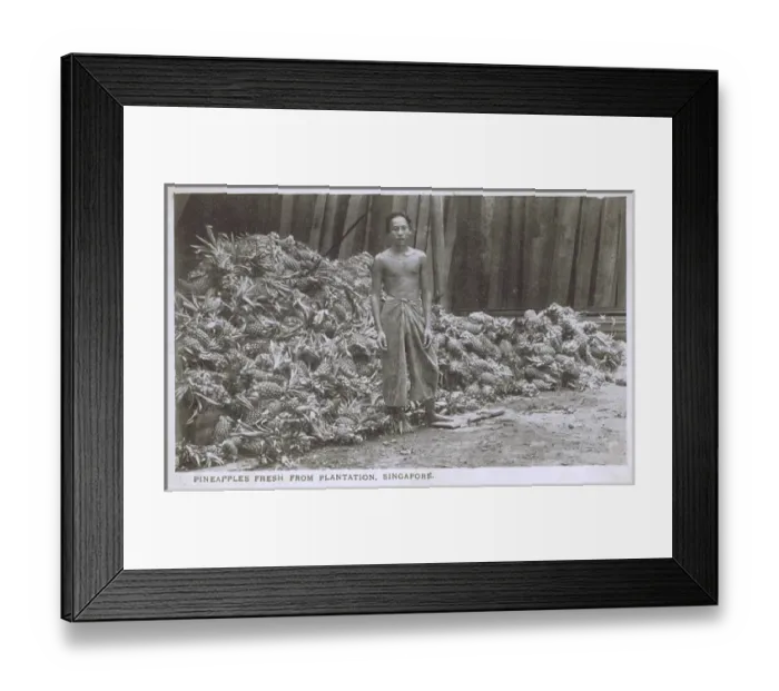 Framed Print : Singapore - Piles of freshly harvested pineapples Framed Print : Singapore - Piles of freshly harvested pineapples