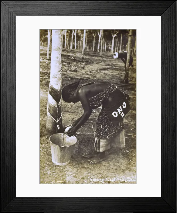 Framed Print : Singapore - Tapping a rubber tree Framed Print : Singapore - Tapping a rubber tree