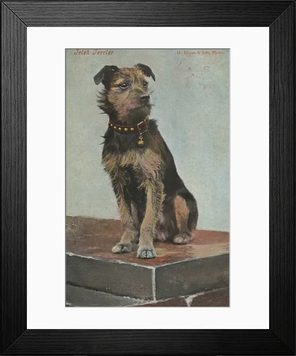 Framed Print : An Irish Terrier Framed Print : An Irish Terrier