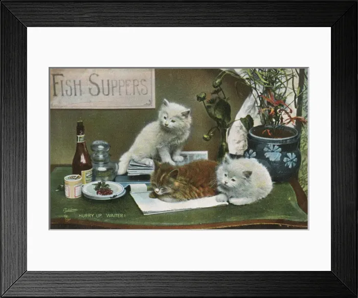 Framed Print : Three cats impatient for their fish supper Framed Print : Three cats impatient for their fish supper