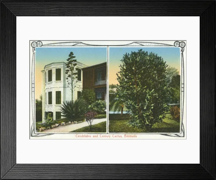 Framed Print : Candelabra and Century Cactus, Bermuda Framed Print : Candelabra and Century Cactus, Bermuda