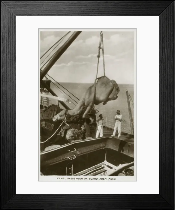 Framed Print : Loading a Camel onto a ship at Aden, Yemen Framed Print : Loading a Camel onto a ship at Aden, Yemen