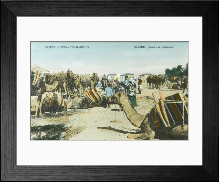 Framed Print : Camel Market - Izmir, Turkey Framed Print : Camel Market - Izmir, Turkey