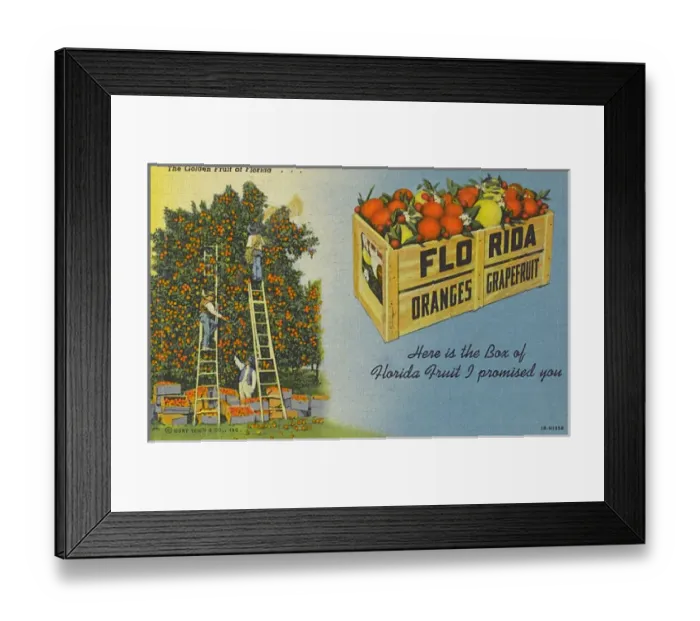 Framed Print : The Golden Fruit of Florida, USA Framed Print : The Golden Fruit of Florida, USA