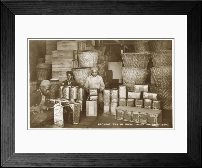 Framed Print : Packing Tea in India - Indian Tea Association Framed Print : Packing Tea in India - Indian Tea Association