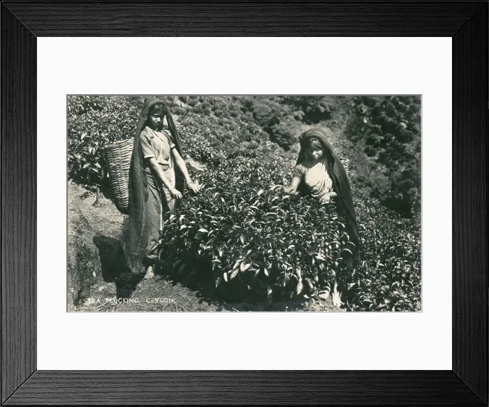 Framed Print : Women picking tea - Sri Lanka Framed Print : Women picking tea - Sri Lanka