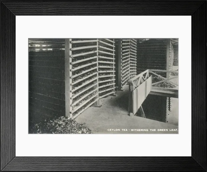 Framed Print : Ceylon Tea - withering the green leaf - Sri Lanka Framed Print : Ceylon Tea - withering the green leaf - Sri Lanka