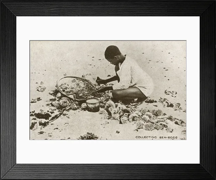 Framed Print : Collecting Sea Urchins - Barbados Framed Print : Collecting Sea Urchins - Barbados