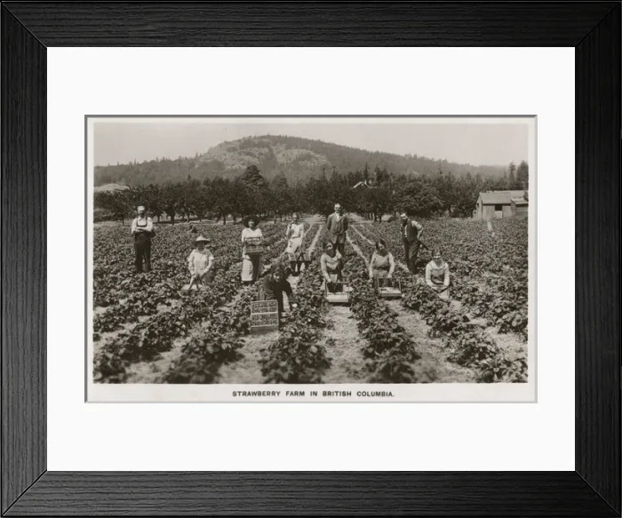 Framed Print : Strawberry Farm - British Columbia - Canada Framed Print : Strawberry Farm - British Columbia - Canada