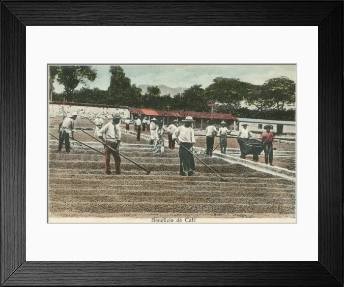 Framed Print : Drying coffee beans in the sun - Costa Rica Framed Print : Drying coffee beans in the sun - Costa Rica
