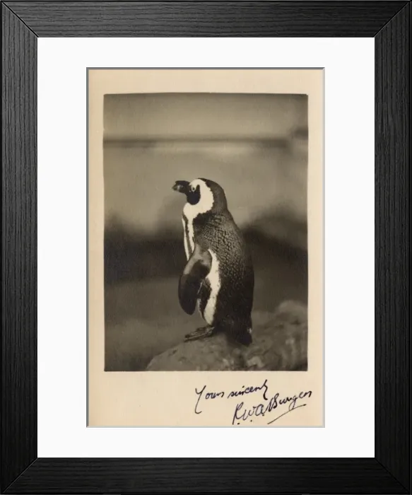 Framed Print : Humboldt Penguin, Chile, South America Framed Print : Humboldt Penguin, Chile, South America