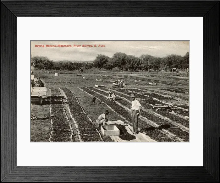 Framed Print : Drying Raisins - Renmark, River Murray, South Australia Framed Print : Drying Raisins - Renmark, River Murray, South Australia