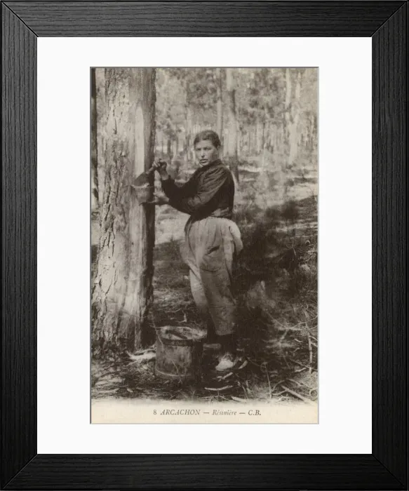Framed Print : Tapping a tree for resin at Arcachon, France Framed Print : Tapping a tree for resin at Arcachon, France