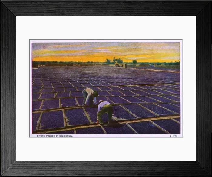Framed Print : California, USA - drying prunes in the hot sun Framed Print : California, USA - drying prunes in the hot sun