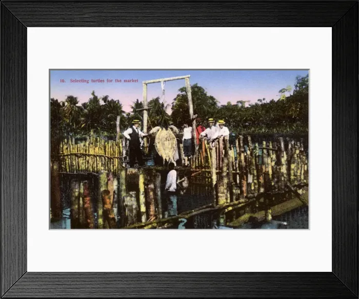 Framed Print : Selecting turtles to sell at market, Costa Rica Framed Print : Selecting turtles to sell at market, Costa Rica
