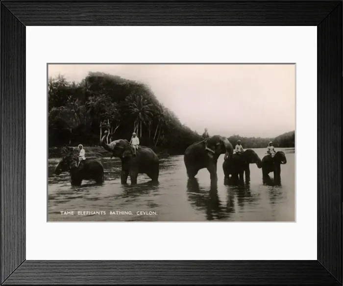 Framed Print : Tame working elephants bathing - Sri Lanka Framed Print : Tame working elephants bathing - Sri Lanka