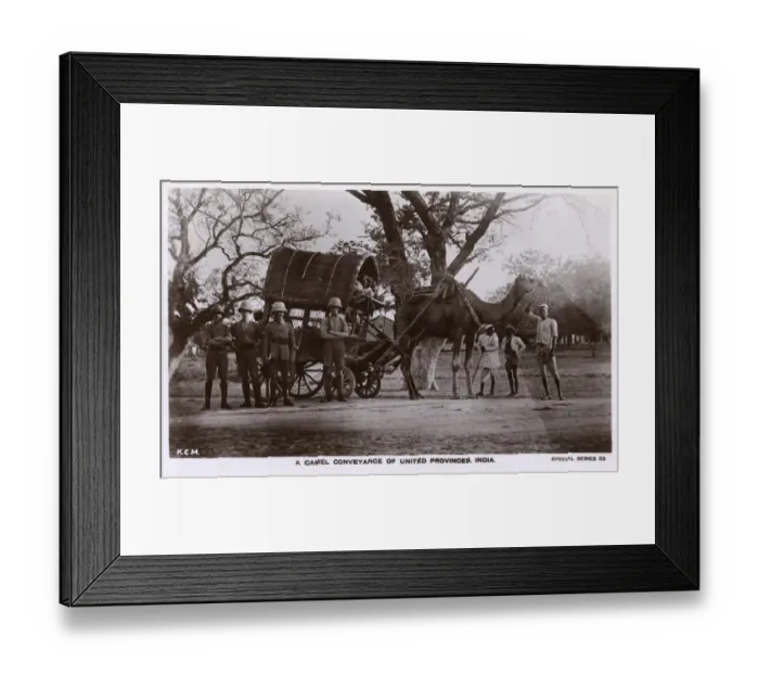 Framed Print : United Provinces, India - Camel Conveyance Framed Print : United Provinces, India - Camel Conveyance