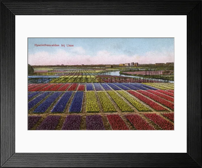 Framed Print : Colourful Hyacinth fields at Lisse in The Netherlands Framed Print : Colourful Hyacinth fields at Lisse in The Netherlands