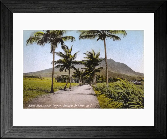 Framed Print : St. Kitts, West Indies - Road through a Sugar Estate Framed Print : St. Kitts, West Indies - Road through a Sugar Estate
