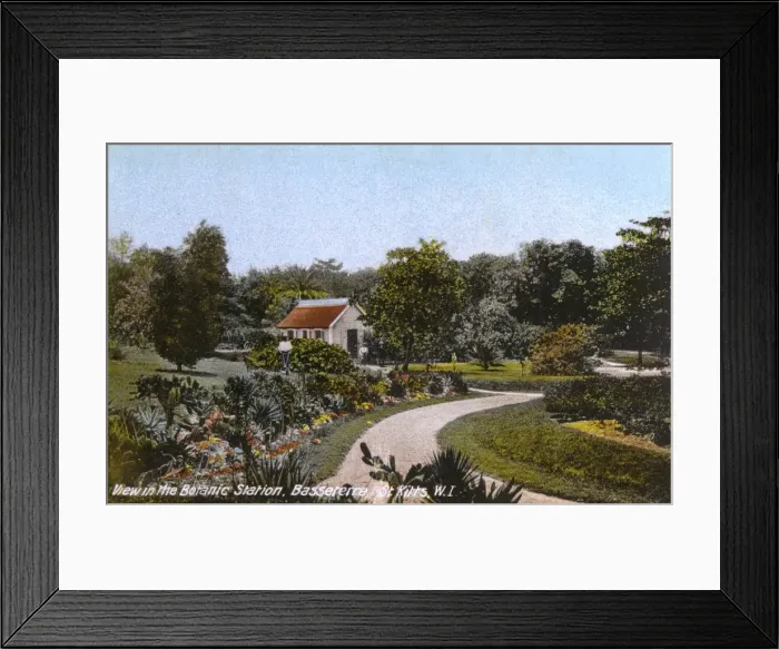 Framed Print : St. Kitts, West Indies - Botanic Station, Basseterre Framed Print : St. Kitts, West Indies - Botanic Station, Basseterre