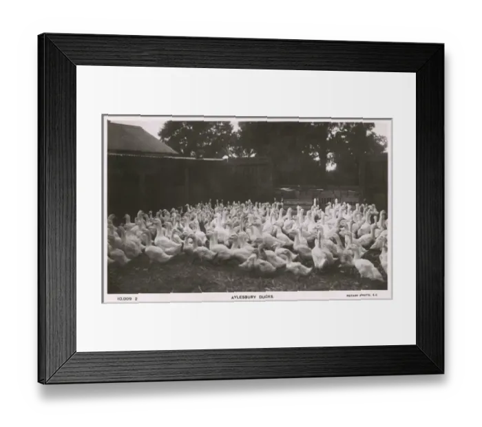 Framed Print : Aylesbury, Buckinghamshire - Ducks Framed Print : Aylesbury, Buckinghamshire - Ducks