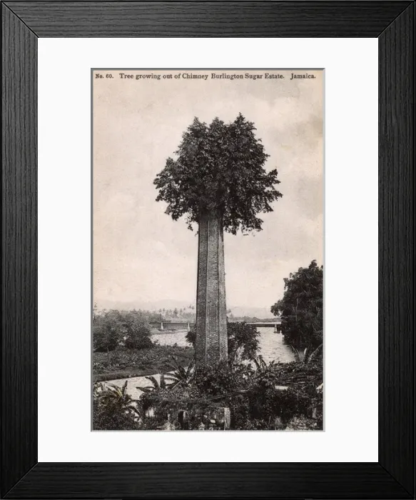 Framed Print : Tree atop a chimney - Burlington Sugar Estate, Jamaica Framed Print : Tree atop a chimney - Burlington Sugar Estate, Jamaica