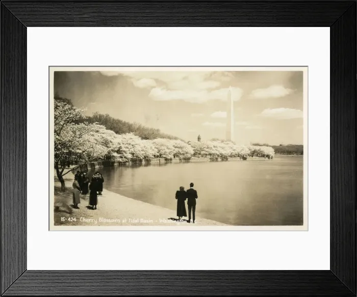 Framed Print : Cherry Blossom at the Tidal Basin, Washington DC, USA Framed Print : Cherry Blossom at the Tidal Basin, Washington DC, USA