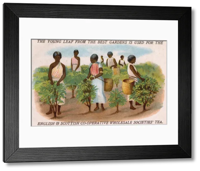 Framed Print : Co-operative Wholesale Societies - Women Picking Tea Framed Print : Co-operative Wholesale Societies - Women Picking Tea