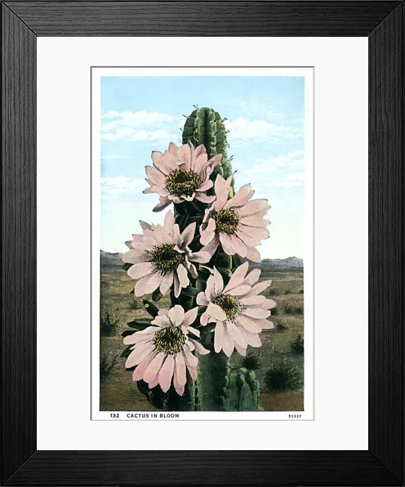 Framed Print : Cactus in Bloom - Arizona, USA Framed Print : Cactus in Bloom - Arizona, USA