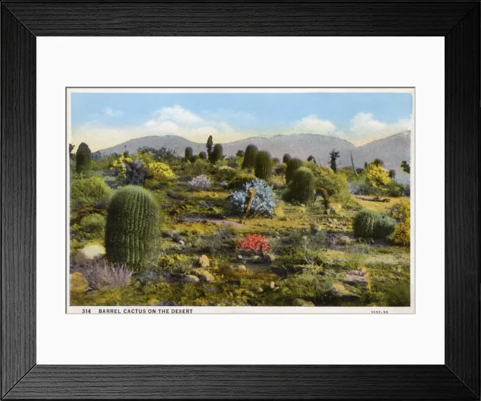 Framed Print : Barrel cactus on the desert - Arizona, USA Framed Print : Barrel cactus on the desert - Arizona, USA