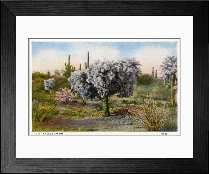 Framed Print : Cholla Cactus - Arizona, USA Framed Print : Cholla Cactus - Arizona, USA