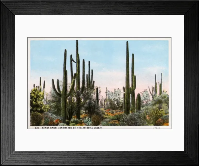 Framed Print : Giant Cacti (Sahuaro) - Arizona, USA Framed Print : Giant Cacti (Sahuaro) - Arizona, USA