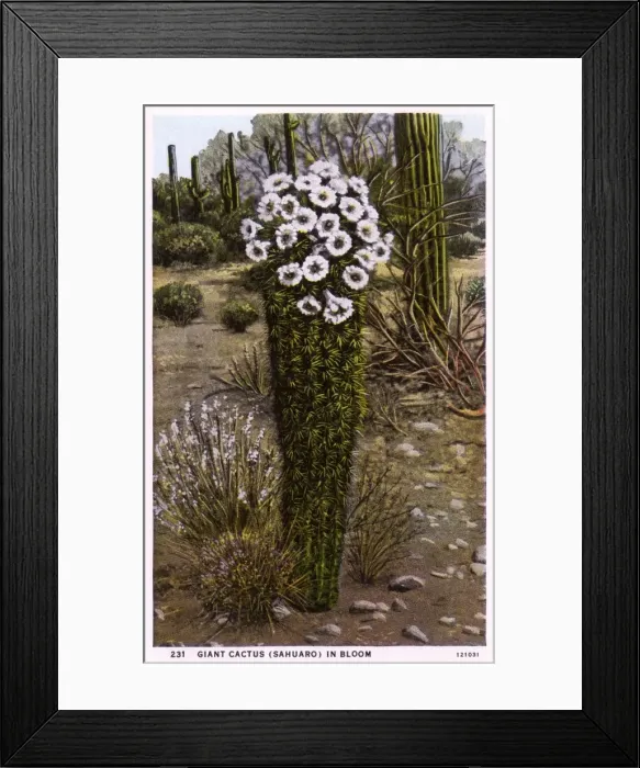 Framed Print : Giant Cactus (Sahuaro) in bloom - Arizona, USA Framed Print : Giant Cactus (Sahuaro) in bloom - Arizona, USA