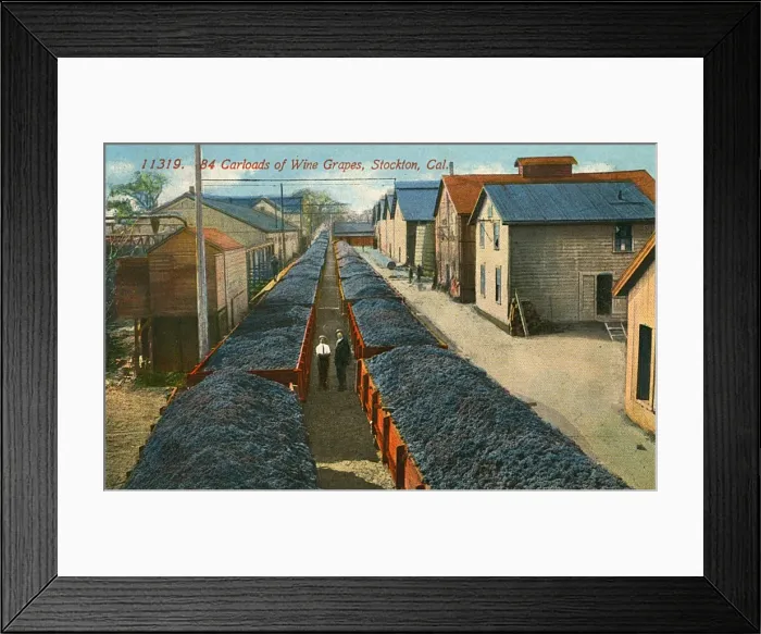 Framed Print : Wagonloads of Wine Grapes at Stockton, California, USA Framed Print : Wagonloads of Wine Grapes at Stockton, California, USA