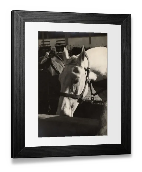 Framed Print : Horse Transport - Two fine horses - Malta - WWII Framed Print : Horse Transport - Two fine horses - Malta - WWII