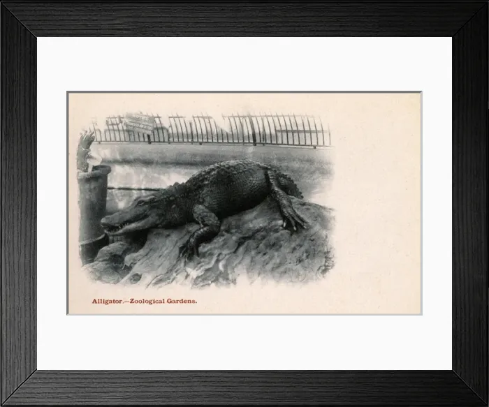 Framed Print : Crocodile at London Zoological Gardens, Regents Park, London Framed Print : Crocodile at London Zoological Gardens, Regents Park, London