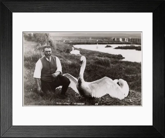 Framed Print : Abbotsbury Swannery - Chesil Beach, Dorset Framed Print : Abbotsbury Swannery - Chesil Beach, Dorset