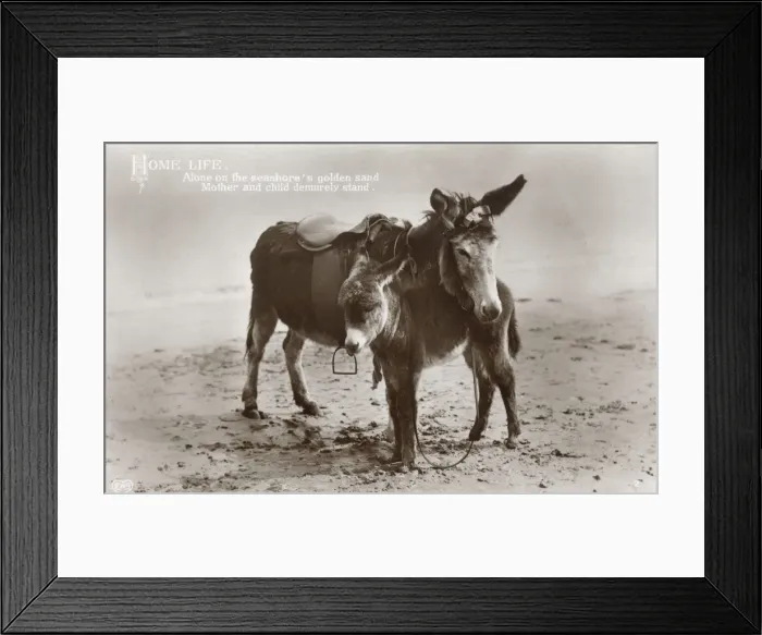 Framed Print : Mother and young donkey stand sweetly on the seashore Framed Print : Mother and young donkey stand sweetly on the seashore