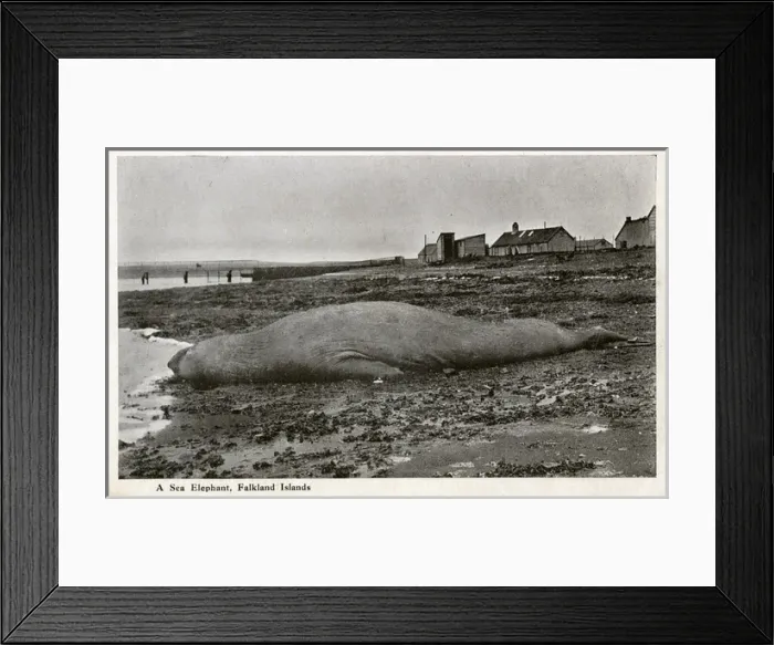 Framed Print : Stranded Sea Elephant - Falkland Islands Framed Print : Stranded Sea Elephant - Falkland Islands
