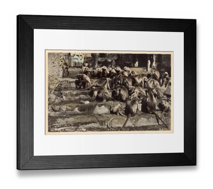 Framed Print : Monkey Temple at Varanasi, Uttar Pradesh, India Framed Print : Monkey Temple at Varanasi, Uttar Pradesh, India