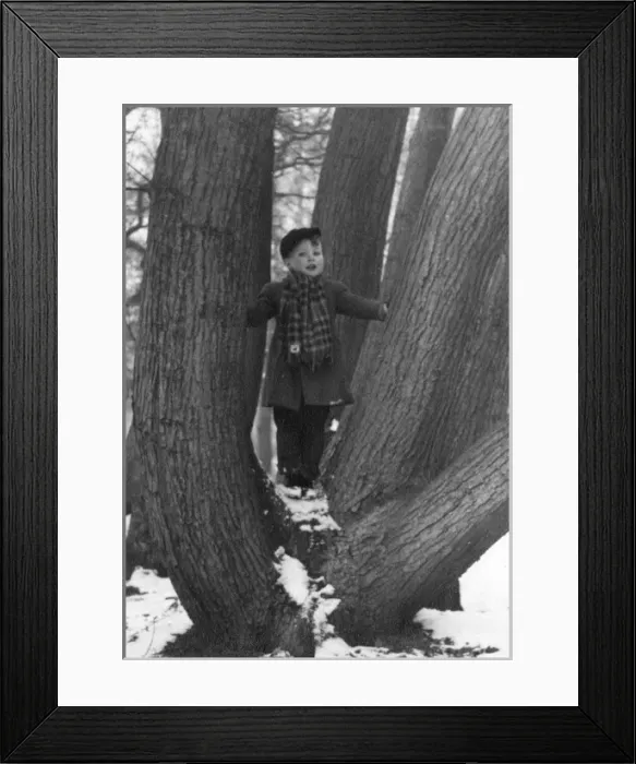 Framed Print : Young boy standing amid the divergent trunks of a oak tree Framed Print : Young boy standing amid the divergent trunks of a oak tree