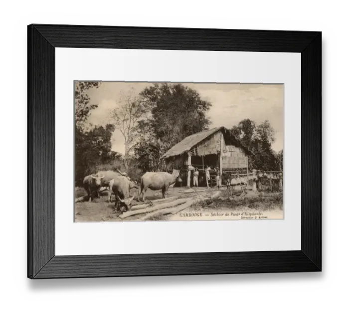 Framed Print : Cambodia - Water Buffalo and hanging elephants feet Framed Print : Cambodia - Water Buffalo and hanging elephants feet
