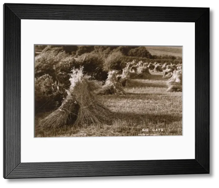 Framed Print : Sheafs of oats after harvest Framed Print : Sheafs of oats after harvest
